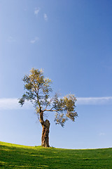 Image showing Tree