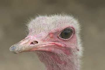 Image showing ostrich 2