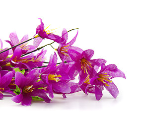 Image showing Beautiful  flowers on a white background