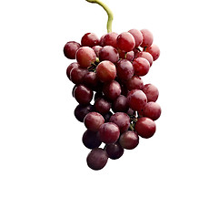 Image showing Close up of a cluster of red grapes