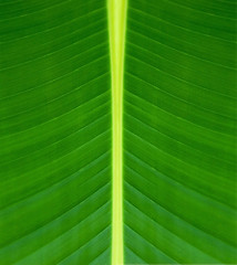 Image showing Texture of a green leaf background