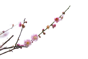 Image showing Plum blossoms blooming in spring