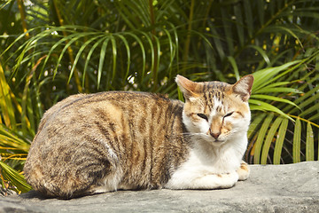 Image showing A cat lying on rock