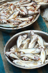 Image showing Fresh fishes in market