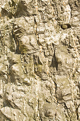 Image showing Tree bark details