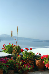 Image showing flowers in pots over sea