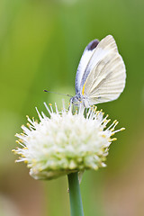 Image showing Butterfly on flowers