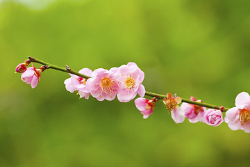 Image showing Plum blossoms blooming