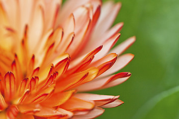 Image showing Orange flower petals, close-up shot.