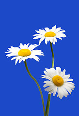 Image showing White chamomiles isolated on blue background 