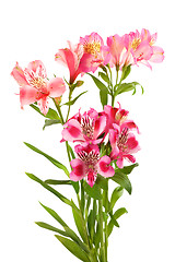 Image showing Bouquet of lilies