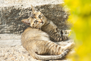 Image showing A kitten cat on the ground