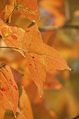 Image showing Red leaves forest background
