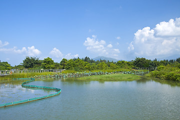 Image showing Wetland pond in Hong Kong at day