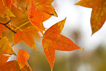 Image showing Red leaves background in forest