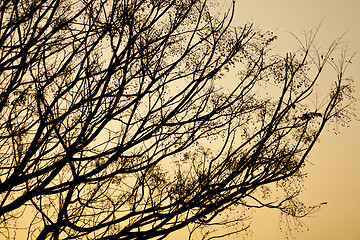 Image showing Autumn tree branches at sunset