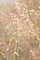 Image showing Grasses with pink flowers under sunset