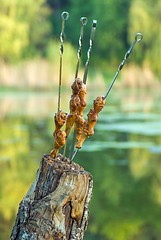 Image showing Grilled  chicken legs on skewers