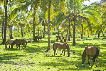 Image showing Herd of horses