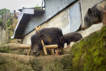 Image showing Black pigs