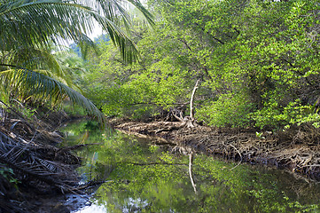 Image showing Mangrove forest 