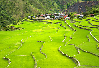 Image showing Rice terrace