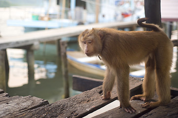 Image showing Sad monkey 