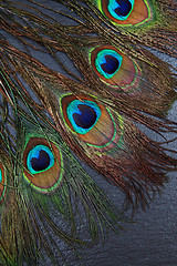 Image showing Beautiful exotic peacock feather eyes