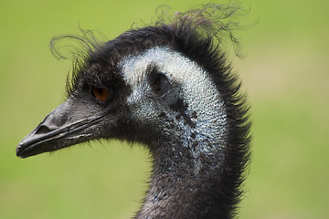 Image showing emu