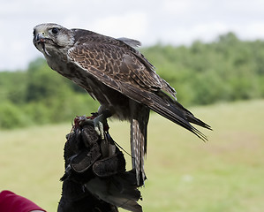 Image showing falcon on hand