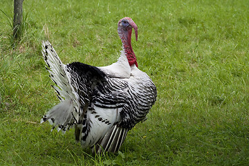 Image showing male turkey