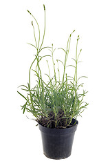 Image showing lavander in pot