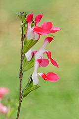 Image showing Salvia microphylla Hot Lips