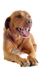 Image showing vizsla