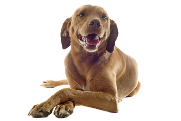 Image showing vizsla