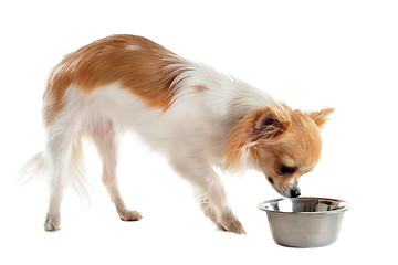 Image showing puppy chihuahua and food bowl