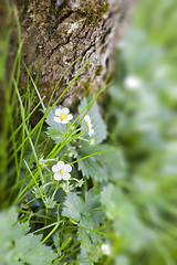 Image showing wild strawberry