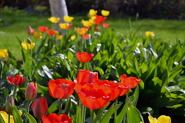 Image showing Background red yellow flower tulip spring garden 