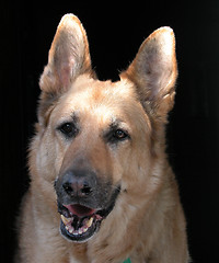 Image showing German Shepherd Portrait