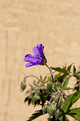 Image showing wood cranesbill