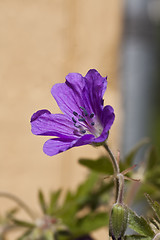 Image showing geranium sylvaticum