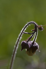 Image showing geum rivale