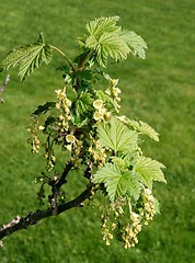 Image showing Red currant flowers