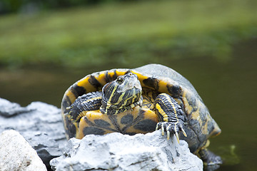 Image showing Tortoise on stone taking rest