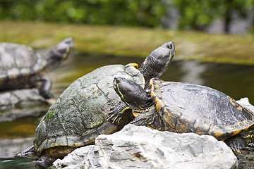 Image showing Tortoises on stone