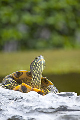 Image showing Tortoise on stone relaxing