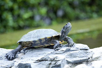 Image showing Tortoise on stone taking rest