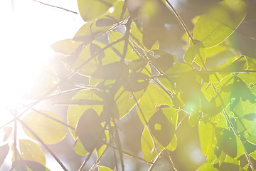 Image showing Green leaves background with sunlight