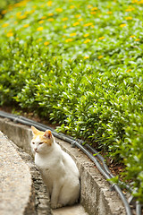 Image showing A cat in countryside