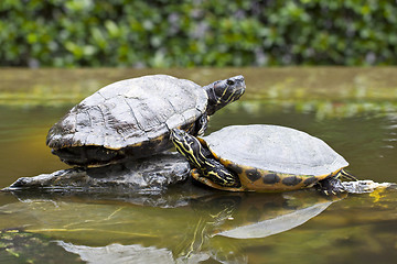 Image showing Tortoises on stone